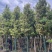 金丝楠木3-25分，基地直销，各种规格，大量现货