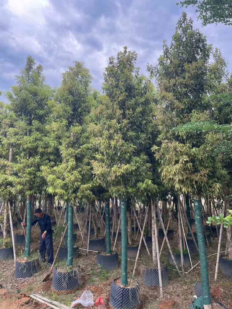 金丝楠木3-25分，基地直销，各种规格，大量现货