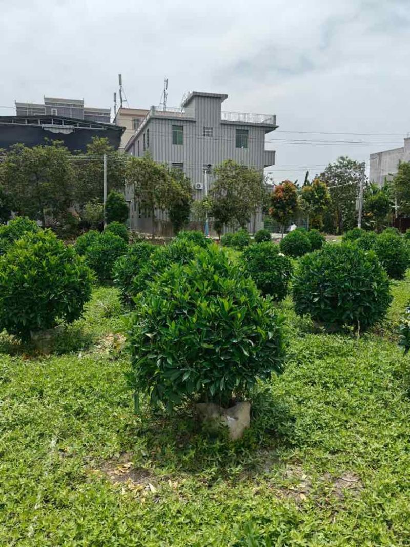 非洲茉莉20-180高，基地直销，7斤袋，10斤袋，白布袋