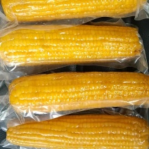 东北糯玉米大玉米280-320十根一箱