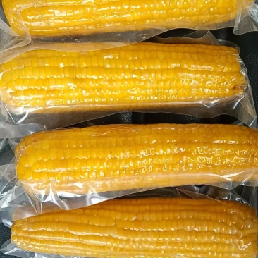 东北糯玉米大玉米280-320十根一箱