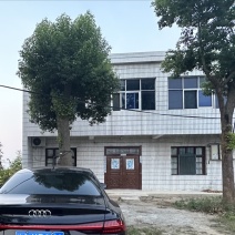 大樟树（树高五六米，有150公分粗）