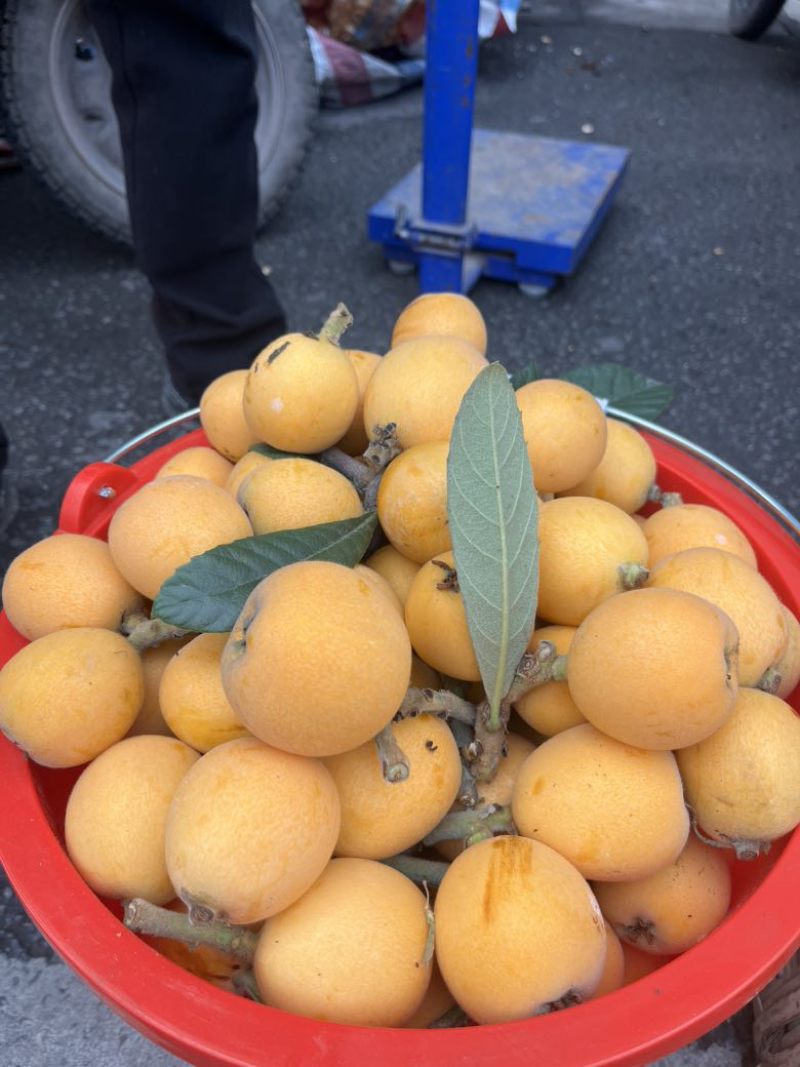 四川眉山仁寿枇杷之乡