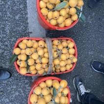 四川眉山仁寿枇杷之乡
