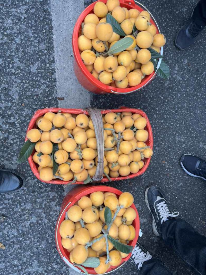 四川眉山仁寿枇杷之乡