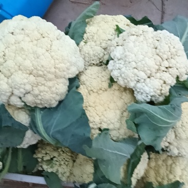 优级，菜花