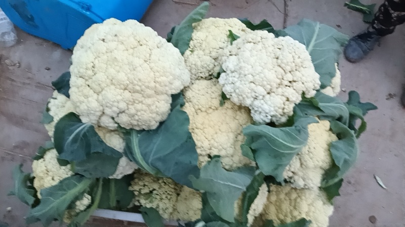 优级，菜花