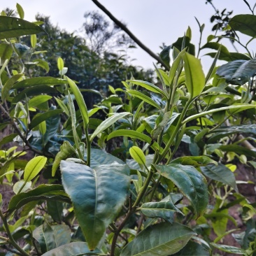 普洱墨江景星凤凰山星睿茶叶初制所