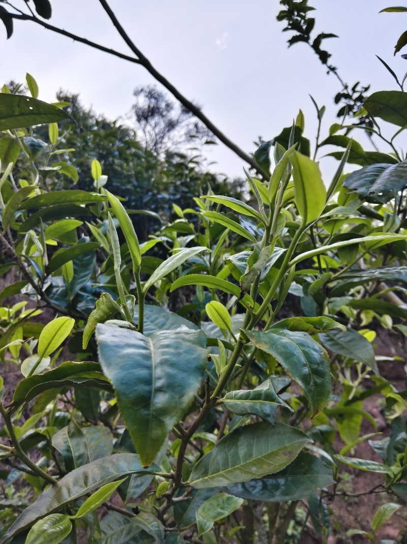 普洱墨江景星凤凰山星睿茶叶初制所