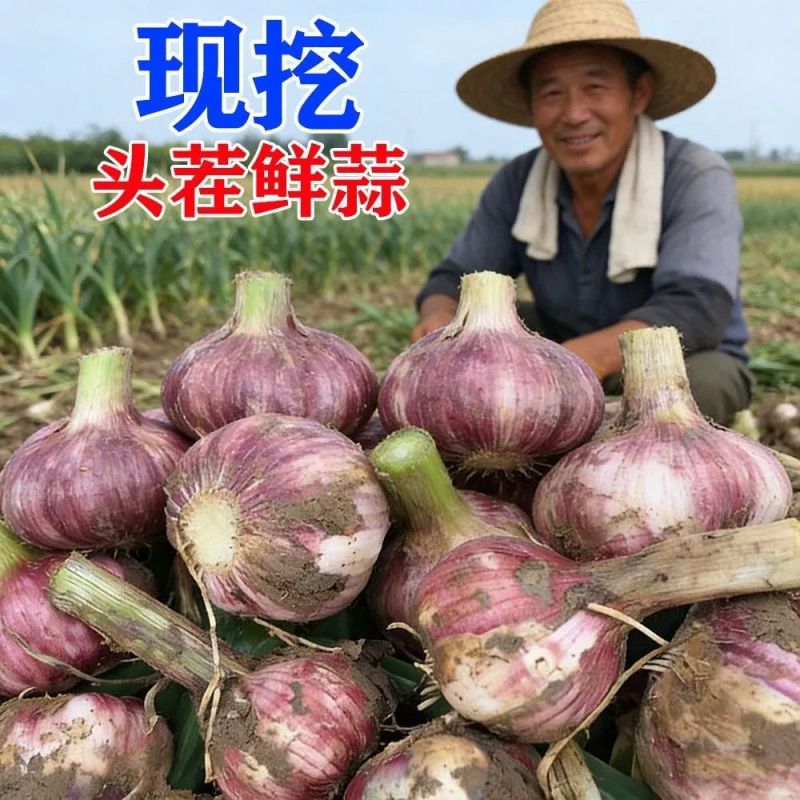 2026新蒜湿蒜大蒜
