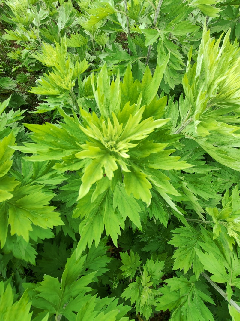 南阳五叶艾大叶艾鲜艾