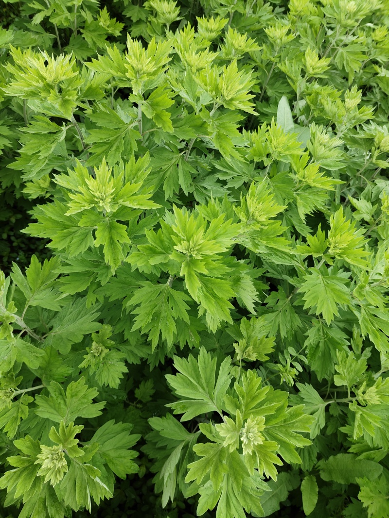 南阳五叶艾大叶艾鲜艾