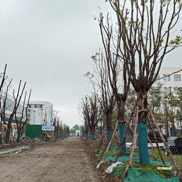 35公分香樟。