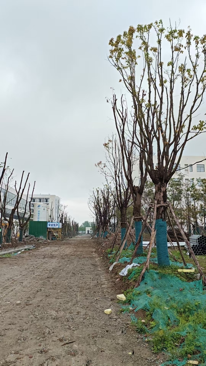 35公分香樟。