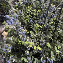 F6蓝莓