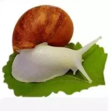 白玉蜗牛