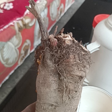 野生的土大黄有人收吗？鲜货