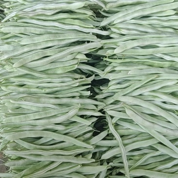 白豆