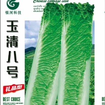 玉清8号黄心口感型大白菜种子