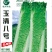 玉清8号黄心口感型大白菜种子