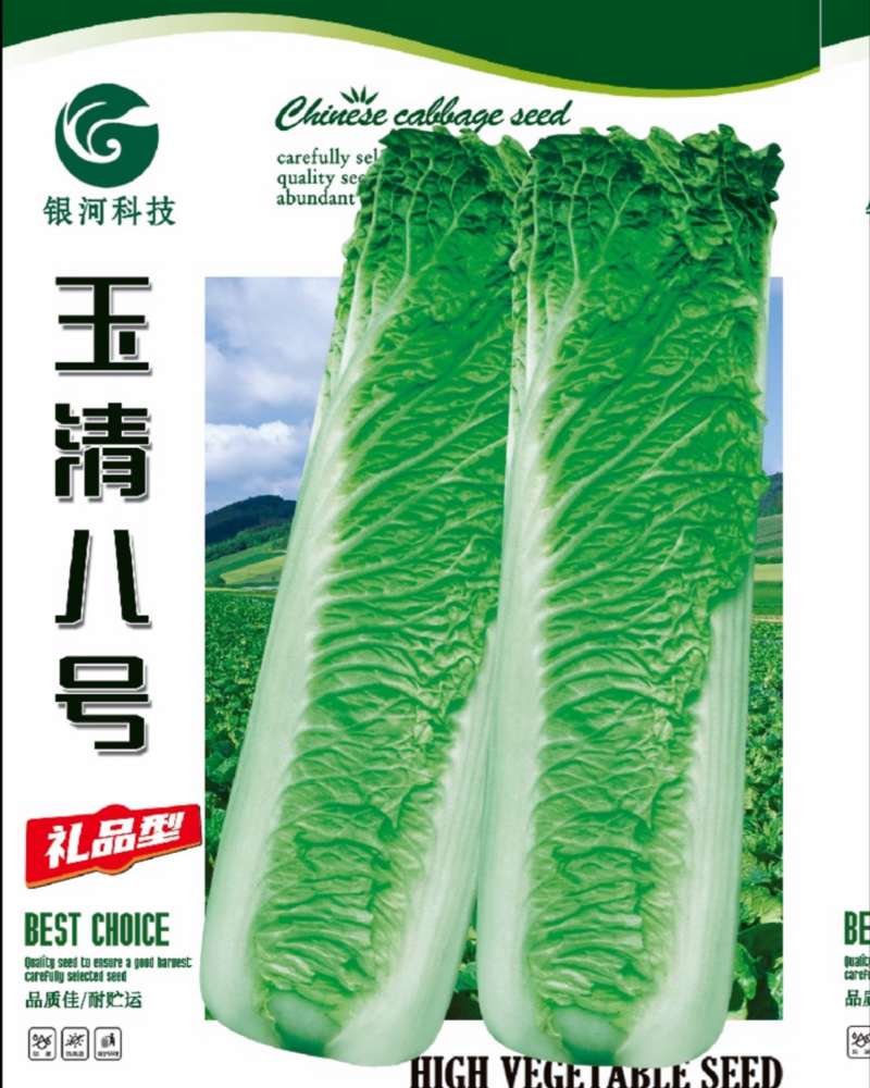 玉清8号黄心口感型大白菜种子