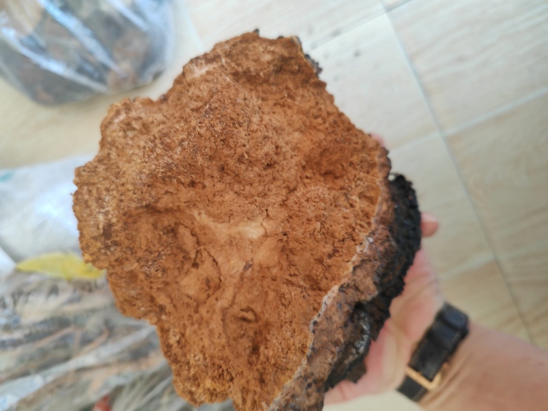 白桦茸