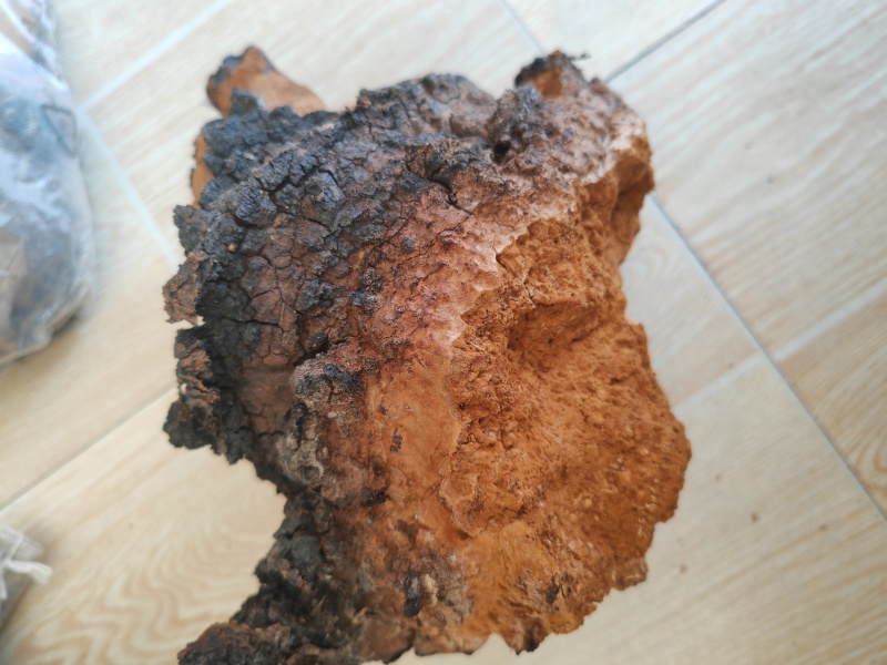 白桦茸