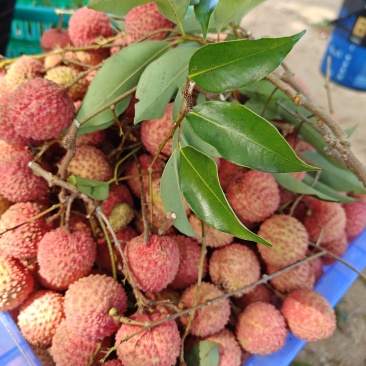 阳江荔枝