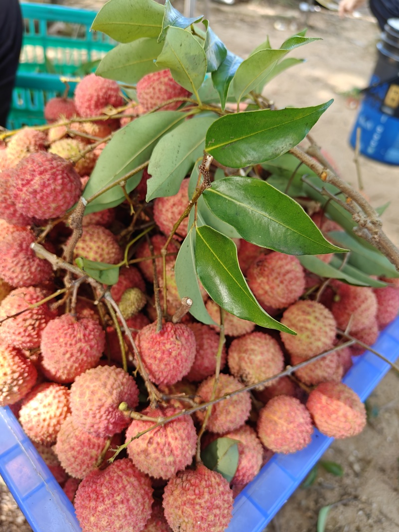 阳江荔枝