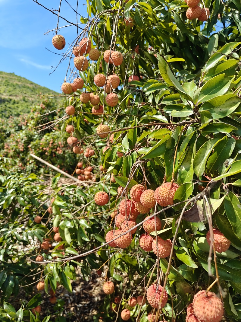 阳江荔枝