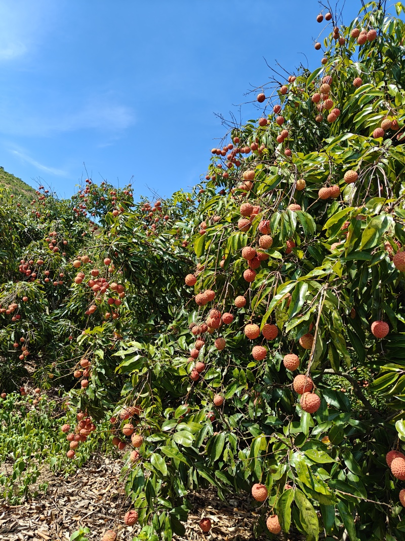阳江荔枝