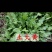 纯野生的土大黄有鲜货欢迎老板们下单