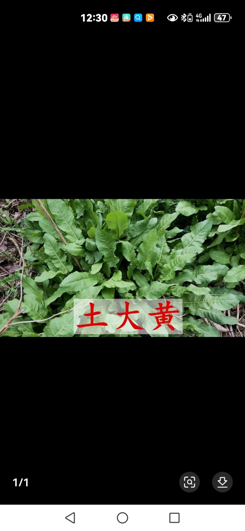 纯野生的土大黄有鲜货欢迎老板们下单