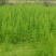 纯野生的土大黄有鲜货欢迎老板们下单