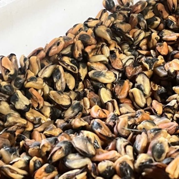 自然晾晒***淡菜干，一手货源无沙足干