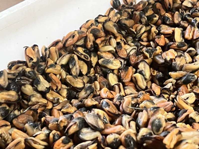 自然晾晒***淡菜干，一手货源无沙足干