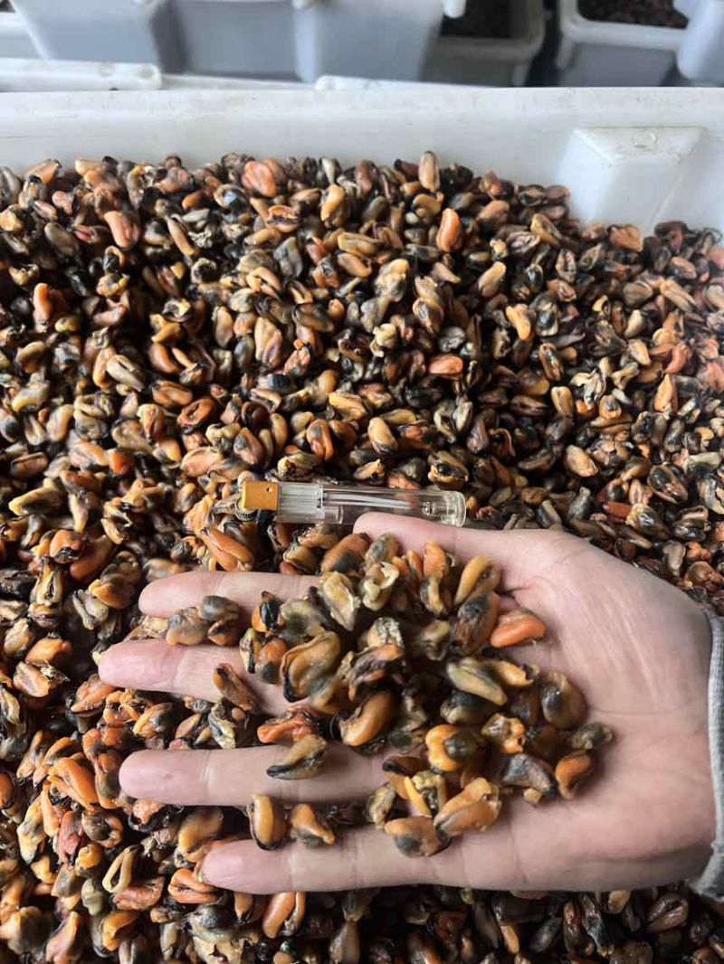 自然晾晒***淡菜干，一手货源无沙足干