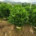 非洲茉莉20-150高，基地直销，一手货源，大量现货低价出售