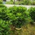非洲茉莉20-150高，基地直销，一手货源，大量现货低价出售