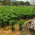 非洲茉莉20-150高，基地直销，一手货源，大量现货低价出售