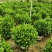 非洲茉莉20-150高，基地直销，一手货源，大量现货低价出售
