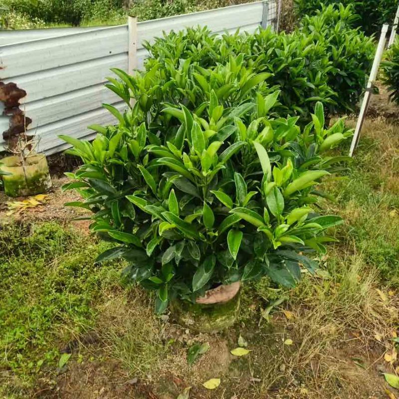 非洲茉莉20-150高，基地直销，一手货源，大量现货低价出售