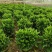非洲茉莉20-150高，基地直销，一手货源，大量现货低价出售
