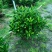非洲茉莉20-150高，基地直销，一手货源，大量现货低价出售