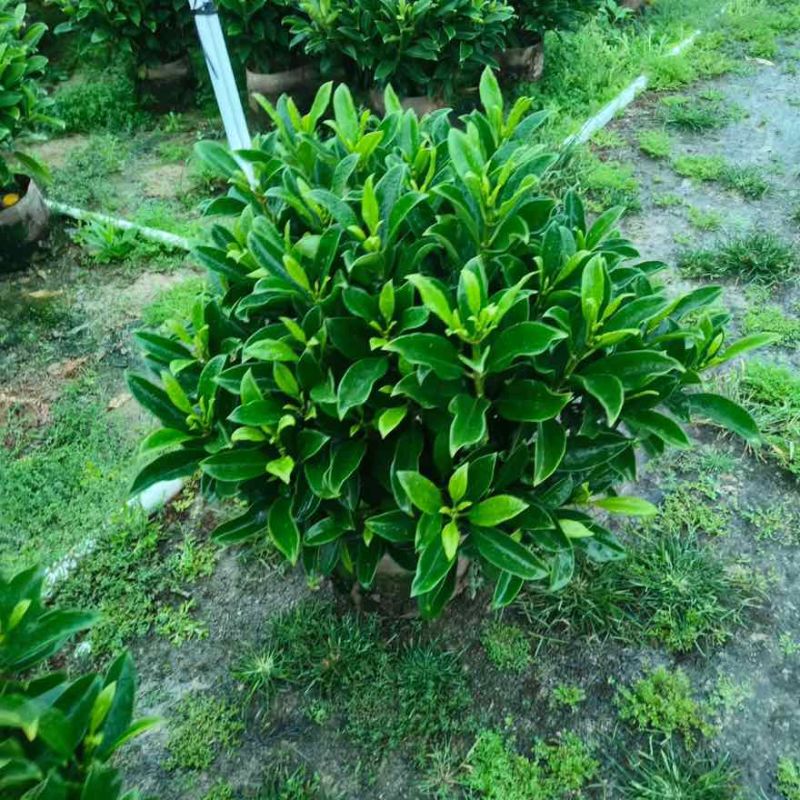 非洲茉莉20-150高，基地直销，一手货源，大量现货低价出售
