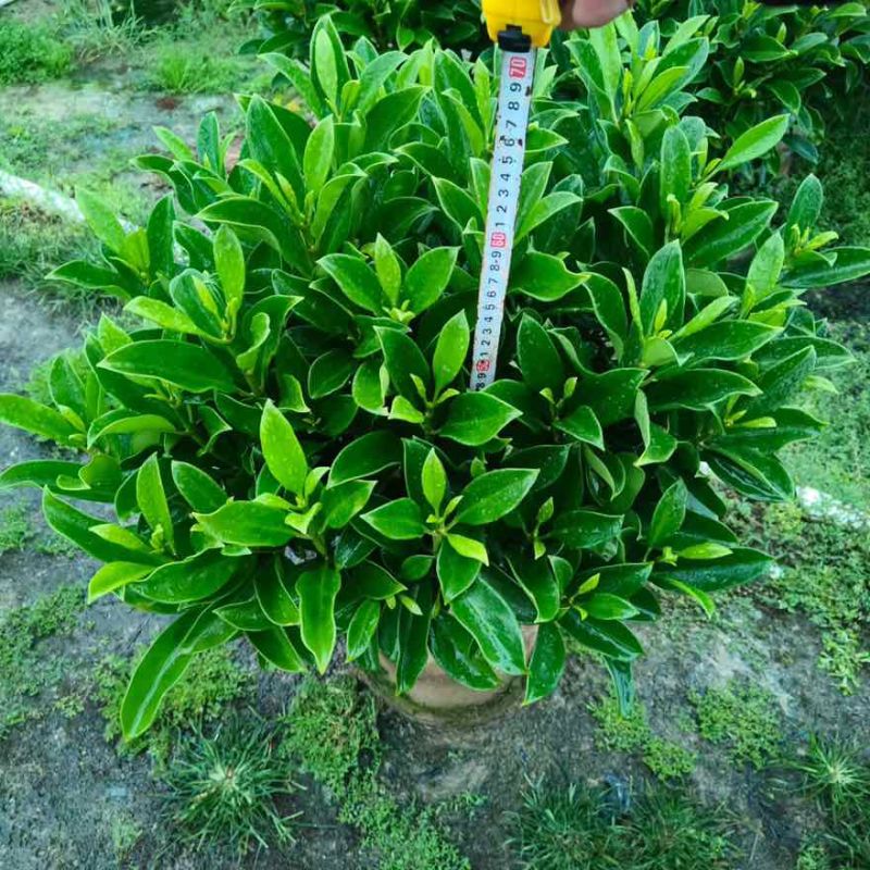 非洲茉莉20-150高，基地直销，一手货源，大量现货低价出售