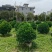 非洲茉莉20-180高，基地直销，一手货源，各种规格大量现货