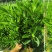 非洲茉莉20-180高，基地直销，一手货源，各种规格大量现货