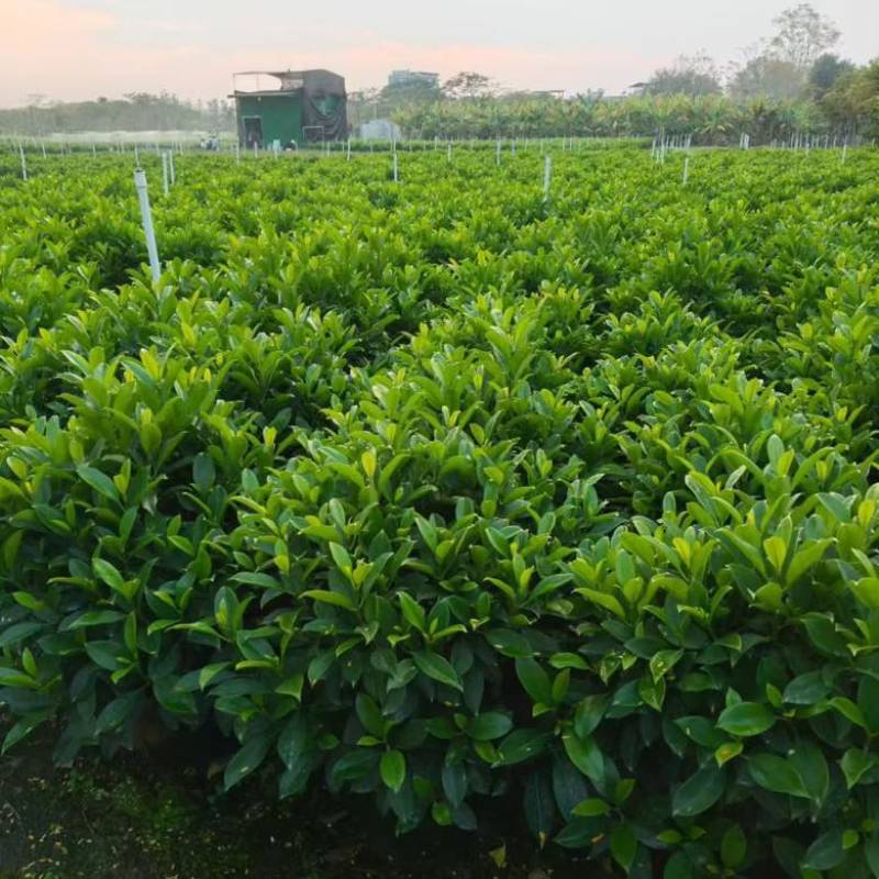 非洲茉莉20-180高，基地直销，一手货源，各种规格大量现货