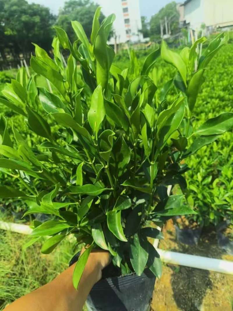 非洲茉莉20-180高，基地直销，一手货源，各种规格大量现货